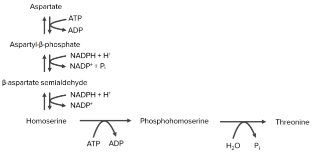 Первые три шага такие же, как метаболизм метионина, создавая гомосерин