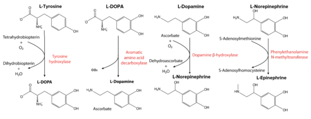 Не обязательно, если присутствует PHE   Предшественник катехоламинов - L-допа, L-дофамин, норэпинефрин и адреналин   Пожертвует электроны для восстановления хлорофилла в фотосистеме II   Образует радикал в рибонуклеотидредуктазе