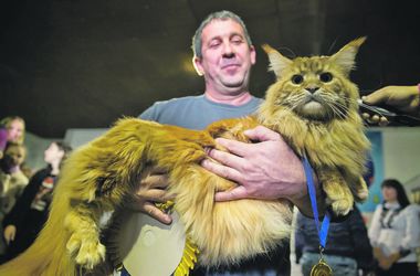 10 жовтня 2016, 11:11 Переглядів:   Кекс - найбільший кіт України