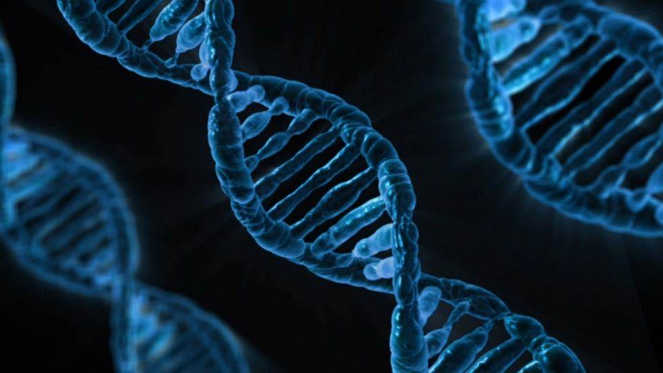 Європейські вчені виявили дріжджі, клітини яких зчитують ДНК «не за правилами», випадковим чином, - і виробили методи боротьби з цими порушеннями