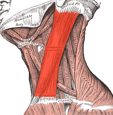 Грудино-ключично-соскоподібного м'яза має 2 головки: грудиною і ключичну, які розташовані як показано на малюнку нижче: