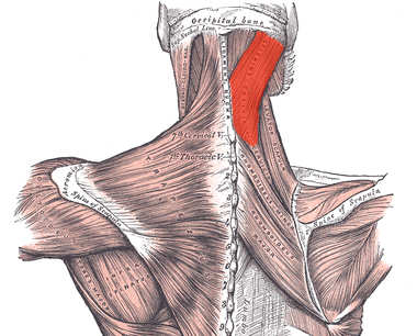 Як показано на малюнку нижче, лише незначна частина м'язи є видимою, в основному її закривають зверху інші м'язи