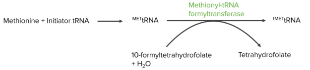 Метионин, модифицированный бактериями для использования в переводе   Происходит после метионина на тРНК инициатора