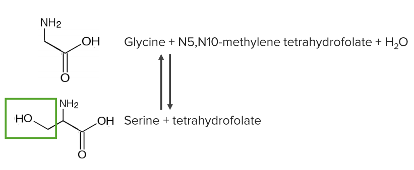 Обмен углерода с глицином и фолатами (важно для переработки фолиевой кислоты)