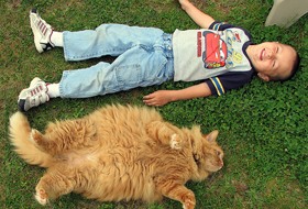 Існує застарілий міф про гігантський вазі британських котів, який деякі нечесні заводчики старанно підтримують у недосвідчених народу, поширюючи байки про котів вагою в 15 кг