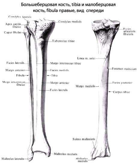 Коли ці відхилення сильно виражені, то в першому випадку виходить форма нижніх кінцівок, відома під ім'ям Х-образних ніг, genu valgum, а в другому - форма О-образних ніг, genu varum