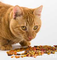 Натуральне харчування, безумовно, кращий вибір для Вашої кішки, за умови, що він збалансований і відповідає потребам тварини