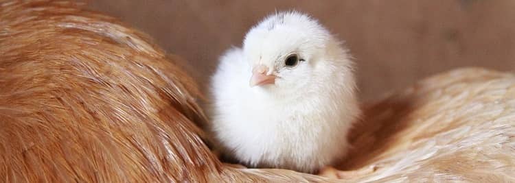 З такого яйця теоретично може вилупитися курча - і Ви його їсте