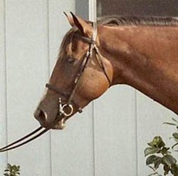 Важка (занадто велика) щелепу робить голову коня менш привабливою, додає вагу і заважає коні згинатися в потилиці