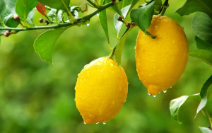 Тут представлена ​​підбірка кращих семи народних рецептів, в основі яких знаходиться лимон: