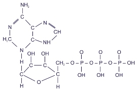 Аденозинтрифосфорная кислота, або АТФ, - це нуклеотид, що містить аденін, рибозу і трифосфат (три залишку фосфорної кислоти)