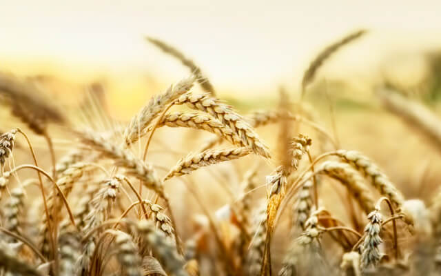 Однак містяться проламіни і глютеніну не тільки в пшениці, але і в інших культурах, включаючи жито, овес і ячмінь