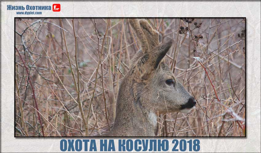 Лютому за вікном, а полювання на козулю 2018 вже сповнена найяскравіших моментів і неймовірних пригод не тільки на території Росії, але і в інших країнах СНД