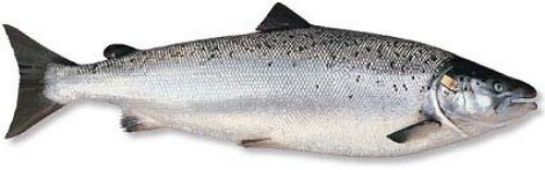 Сьомга, атлантичний лосось, або лосось озерний - це риба сімейства лососевих, м'ясо якої завдяки своїм смаковим якостям має велике кулінарне значення для приготування численних рибних делікатесів