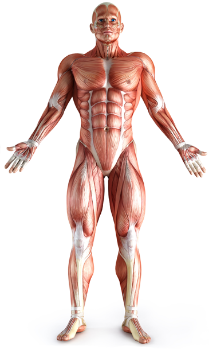 будова м'язів   Якщо говорити про різні види м'язів, то не існує, якийсь єдиної класифікації м'язів людського організму