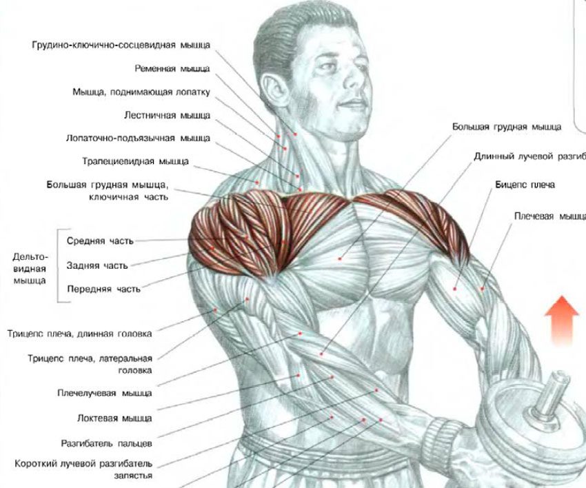 Вправи на верхню частину грудних м'язів і передніх дельт
