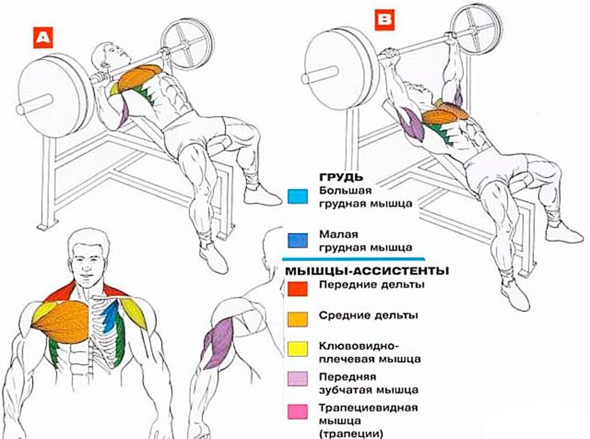Анатомія вправи: які м'язи працюють